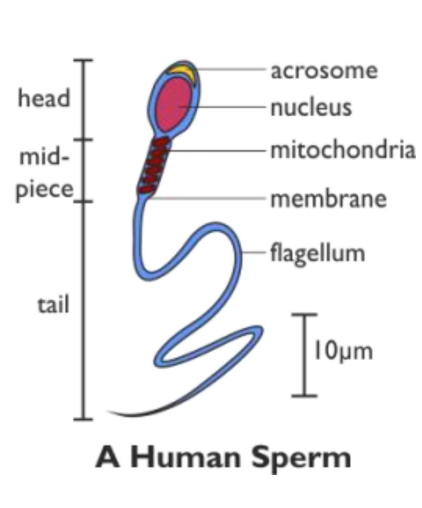 <ul><li><p>Acrosome (contains digestive enzymes)</p></li><li><p>Nucleus</p></li><li><p>Mitochondria</p></li><li><p>Membrane</p></li><li><p>Flagellum </p></li></ul><p></p>