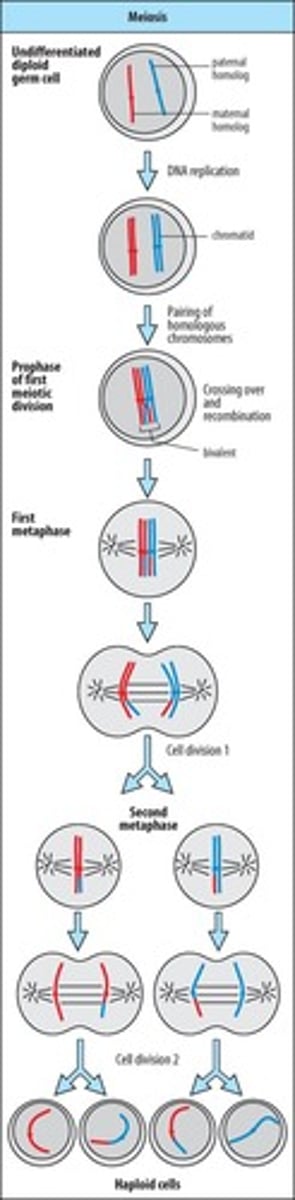 <p>First division in meiosis, involves DNA replication.</p>