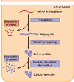 <p>Life span of mRNA molecules in the cytoplasm is a key to determining protein synthesis</p>