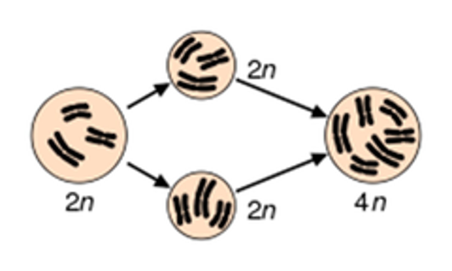 <p>In plants, the result of an extra set of chromosomes during cell division.</p>