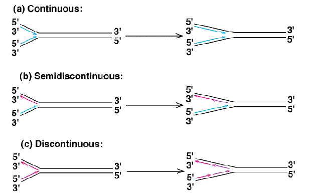 <p>The strand during semi-discontinuous replication that is made discontinuously. Synthesis on this strand moves away from the fork.</p>