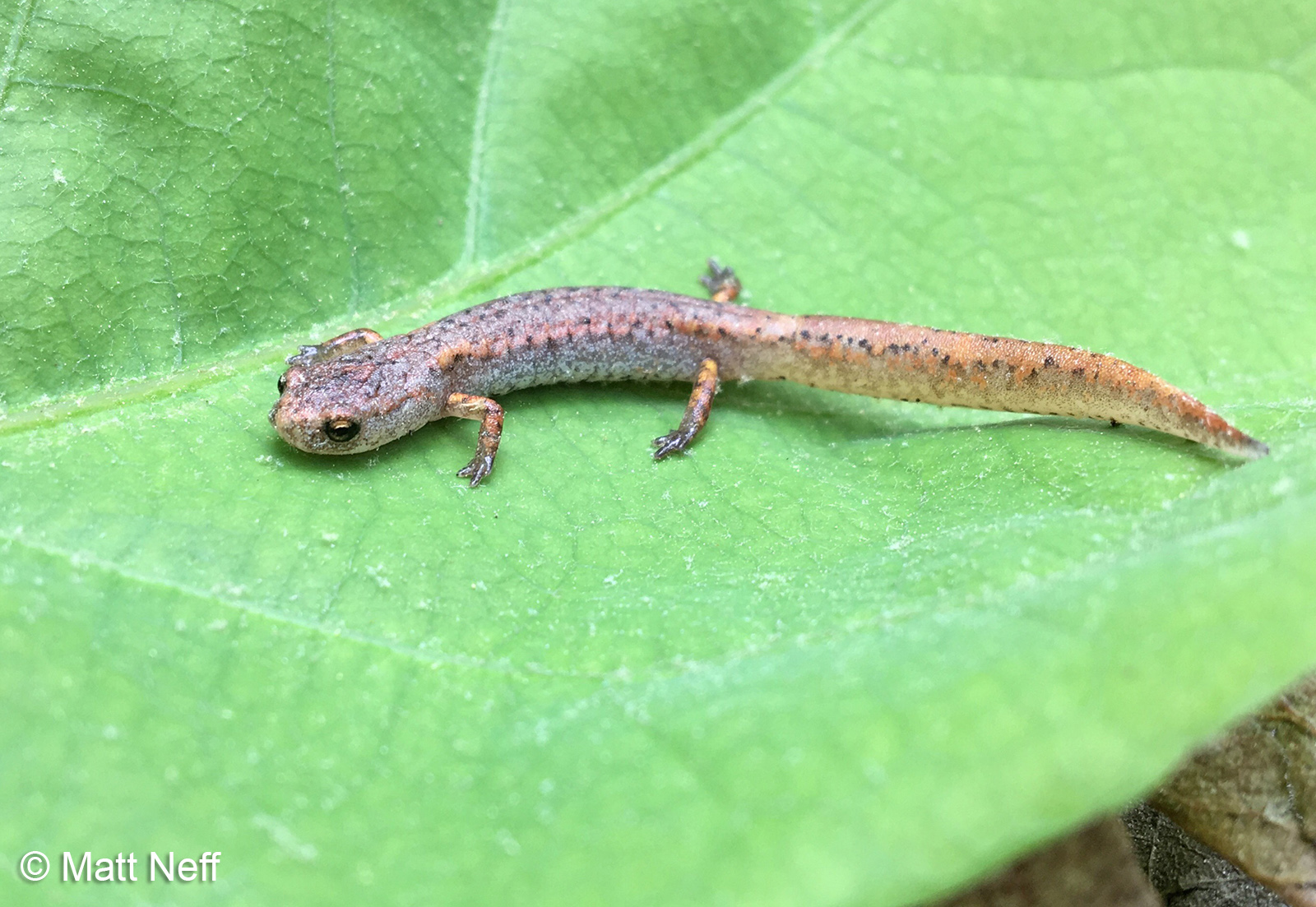 <p>Four-toed Salamander</p>