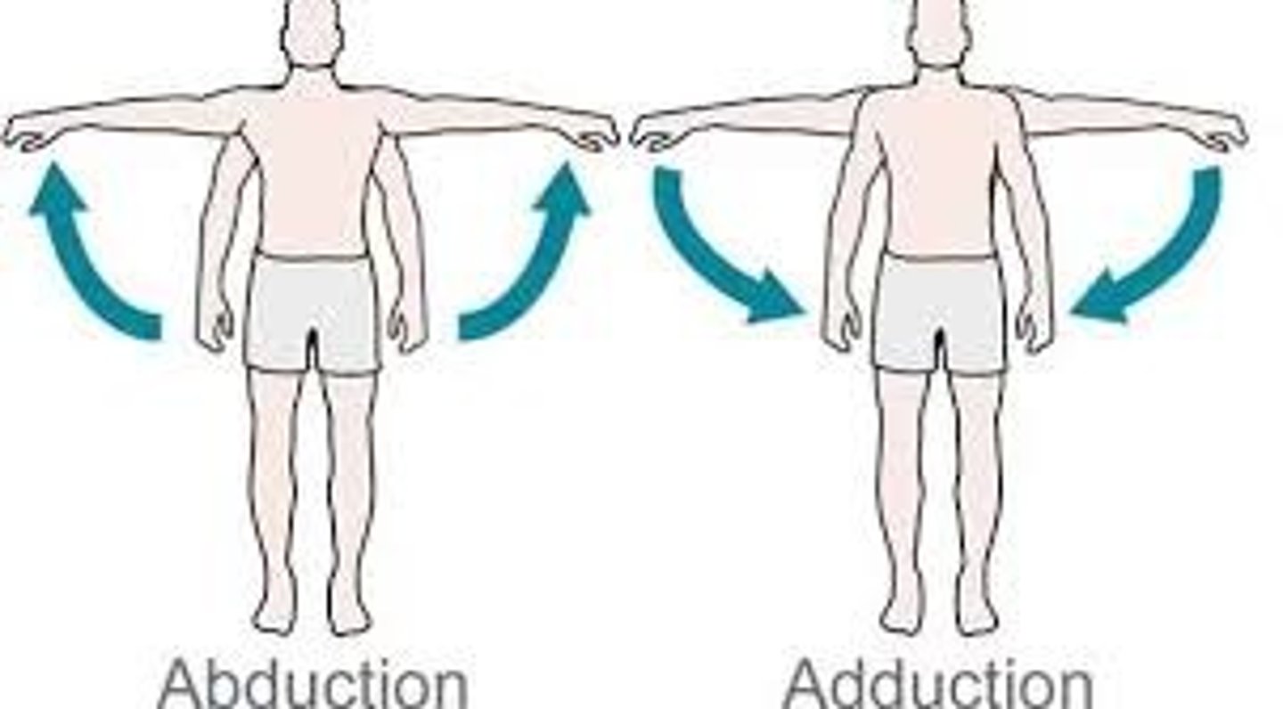 <p>Abduction &amp; Adduction</p>