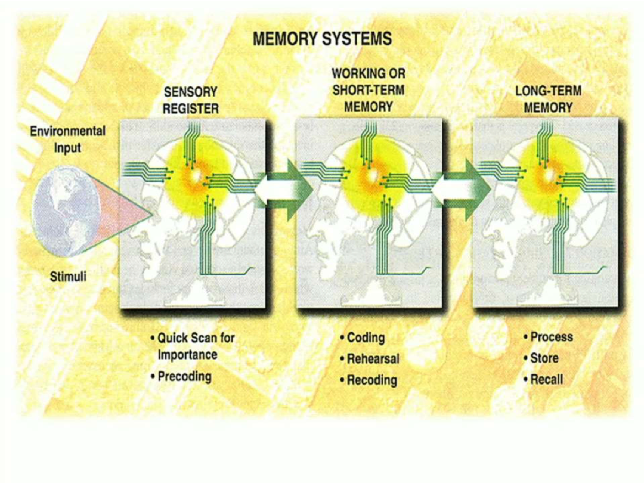 <p>Sensory register: scanning, pre-coding. Working memory: encoding, rehearsal, recoding. Long-term memory: storing, integrating, retrieving knowledge.</p>