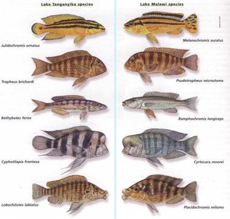 <p>Endemic to three East-African lakes (Lake Victoria, Tanganyika, Malawi).</p><p>Three stage radiation allowed evolution of ecological + phenotypic diversity within a rapidly multiplying lineage.</p><p>1st stage: divergence of lineages into different major habitats</p><p>2nd stage: morphological specialisation - trophic differentiation within habitats.</p><p>3rd stage: sensory communication diversification</p><p>Intro of Nile Perch lead to loss of many endemic species, as it is a predator.</p><p>Future for lake Victoria now bleak.</p>