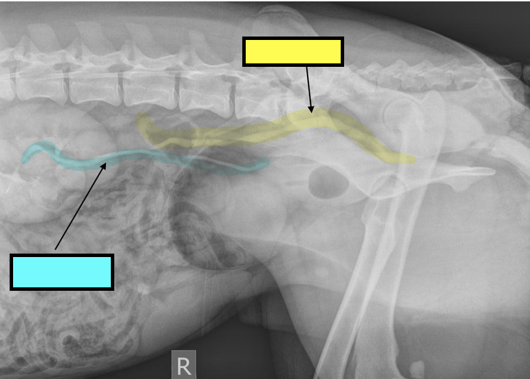 <p>what is the yellow line showing?</p>