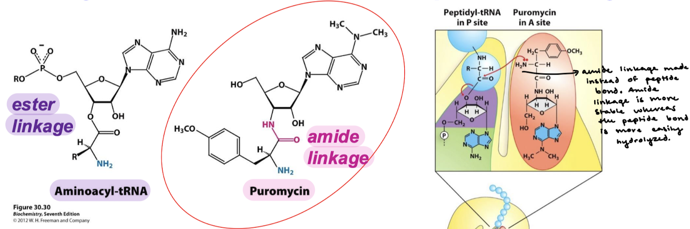 <p>An aminoacyl-tRNA contains an ester linkage. Puromycin contains an amide linkage, which forms an amide linkage with the polypeptide chain instead fo a peptide bond. The amide linkage is more stable whereas the peptide bond is more easily hydrolyzed.</p>