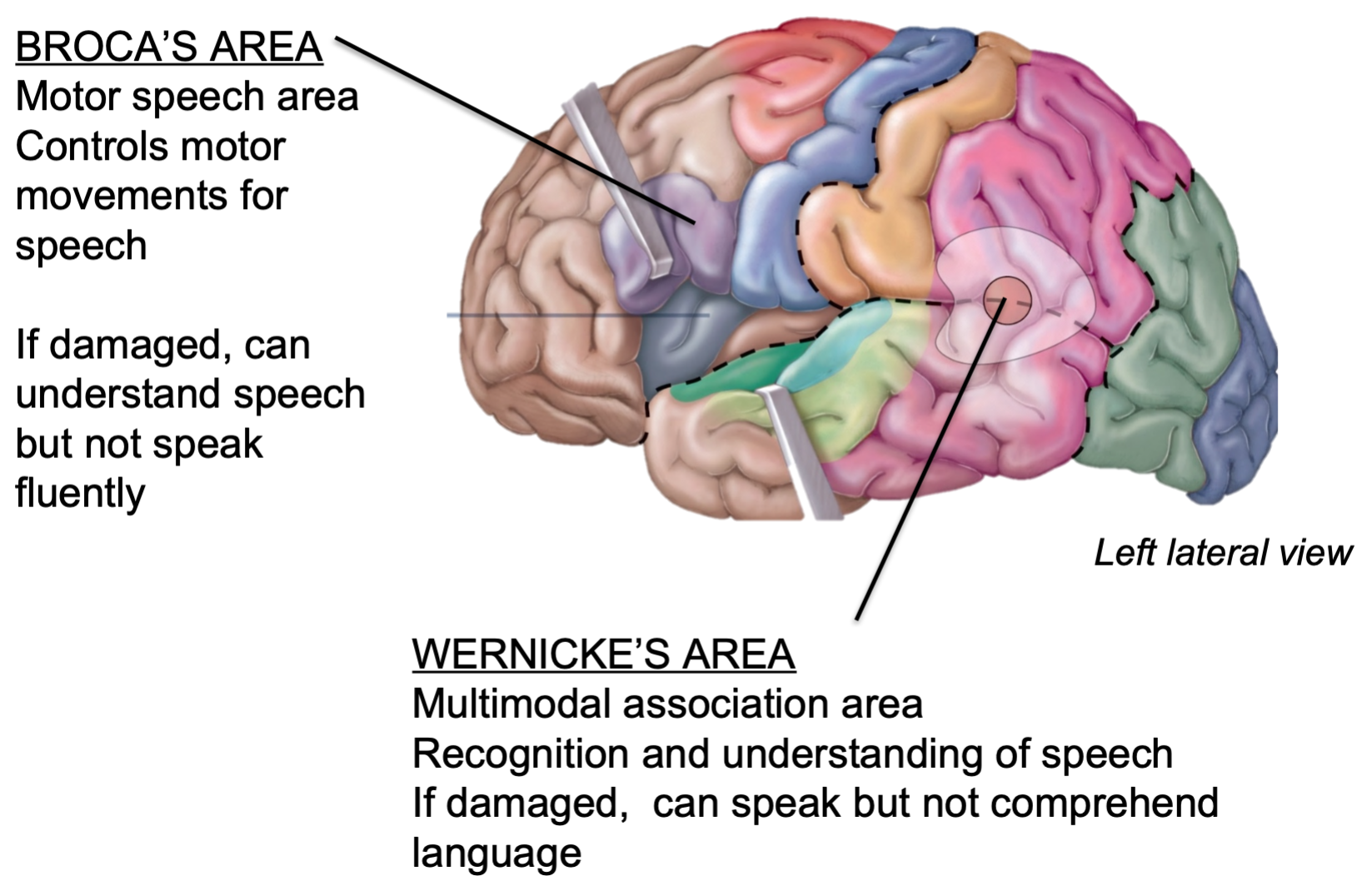 
1. Multimodal association area
2. Recognition and understanding of speech
3. If damaged

* Can speak 
* Can not comprehend 