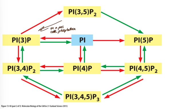 <p><strong><u>p</u></strong>hosophatidyl<strong><u>i</u></strong>nositol <strong><u>p</u></strong>hosphate</p><p>il en existe plusieurs formes qui peuvent être transformées les une dans les autres mais il faut les lipid kinase et phosphatase pour ça</p><p>le type de PIP sur la membrane détermine quelle type de membrane, de quelle organelle c’est. La composition lipidique de la membrane varie selon la région et c’est important pour le récrutement de protéines spécifiques.</p><p>Par exemple, les PI(4,5)P<sub>2</sub> recrute des protéines pour l’endocytose</p>