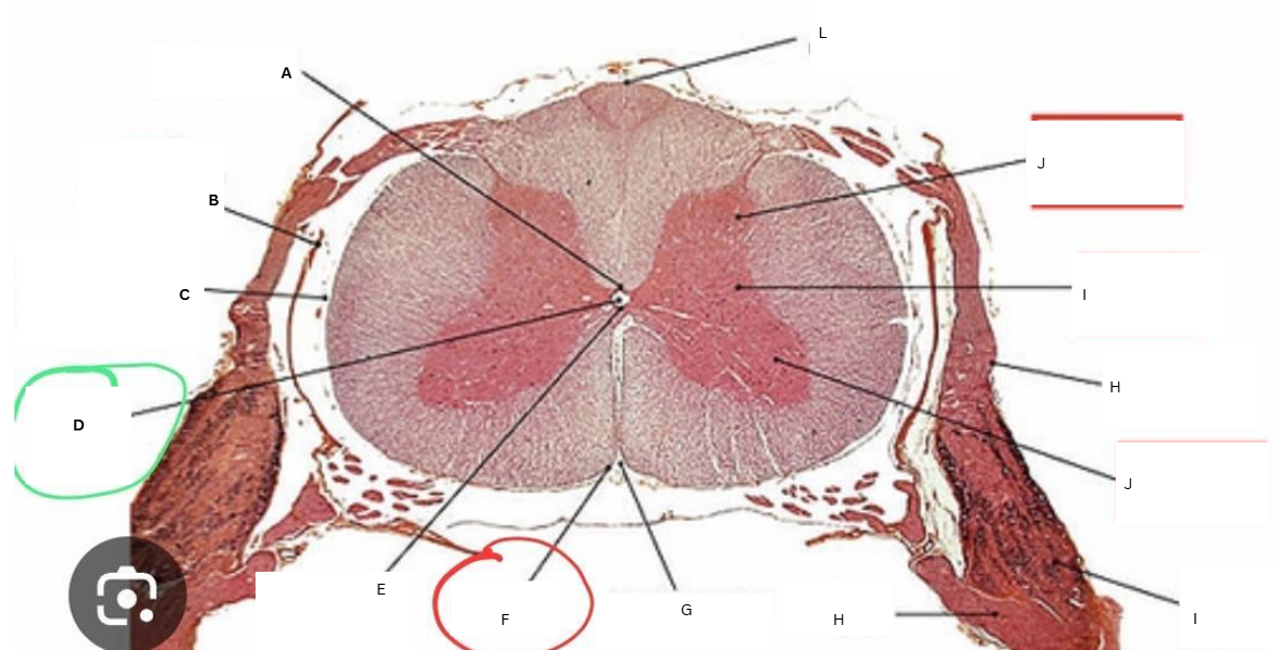 <p>C</p>