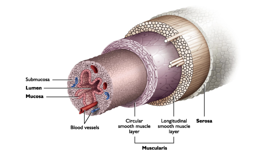<p>serosa, muscularis (longitudinal, circular), submucosa, mucosa</p>