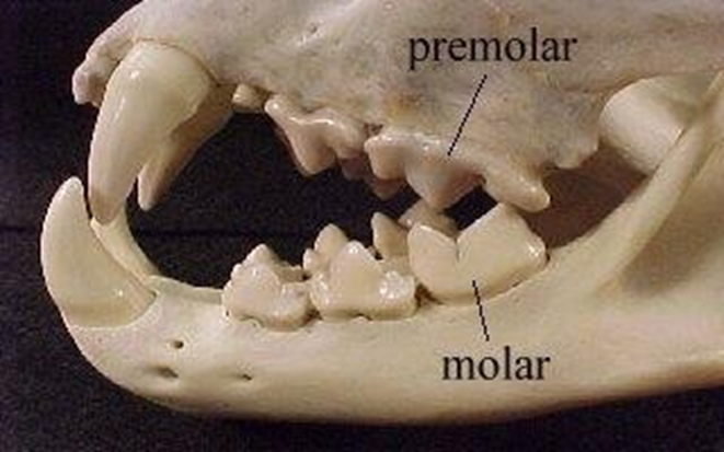 <p>carnivory molar shape</p>