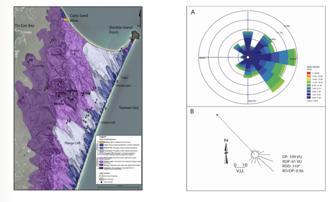 Dunes align along the net vector direction of the wind flow

Only the stronger winds will move a lot more sediment 

A=Shows direction wind is coming from, Direction of wind towards to NW

B=Wind drift potential, A lot of sand will go to the NW

Storm hits the coast with a given amount of energy, no dunes, and then the energy goes to roads and buildings. The sand acts as a buffer

   