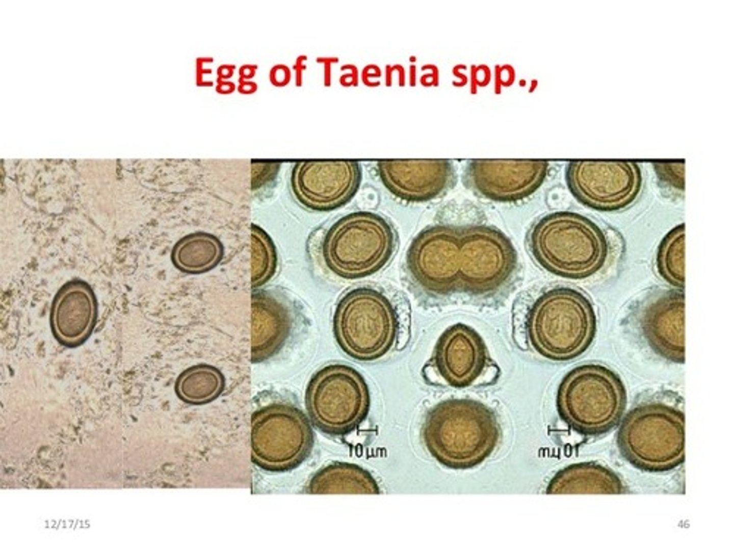 <p>egg</p>