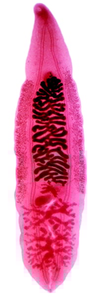 <p>Flukes</p>
