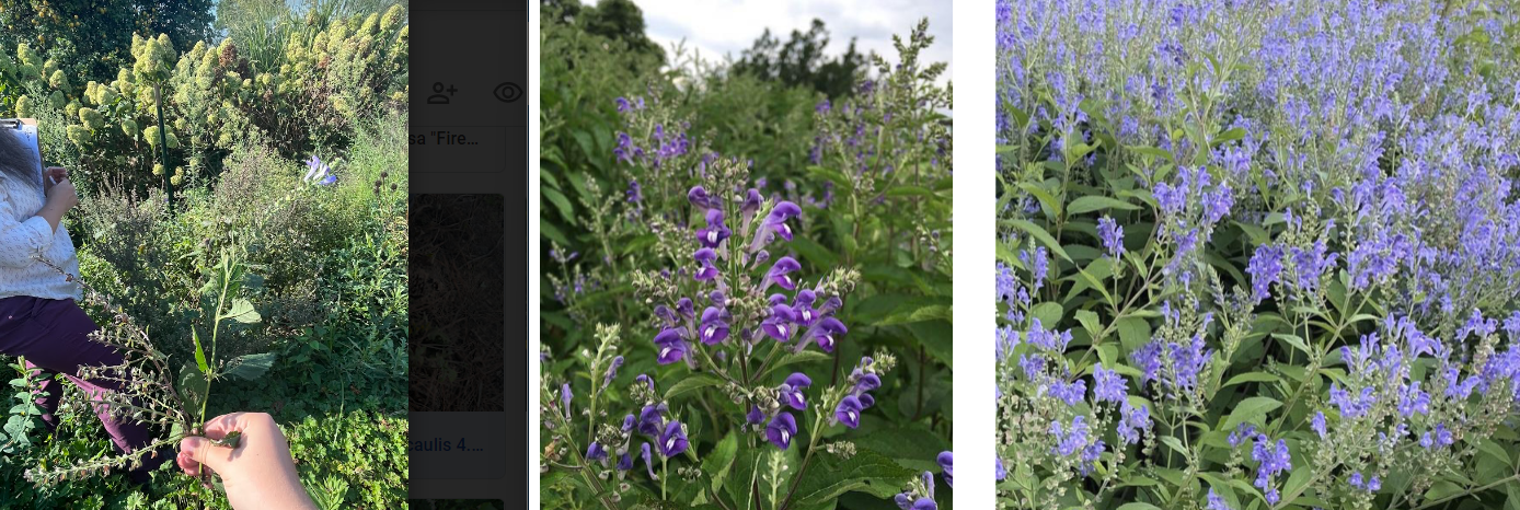 -leaves covered in small whiteish hairs
-flowers look like dolphins