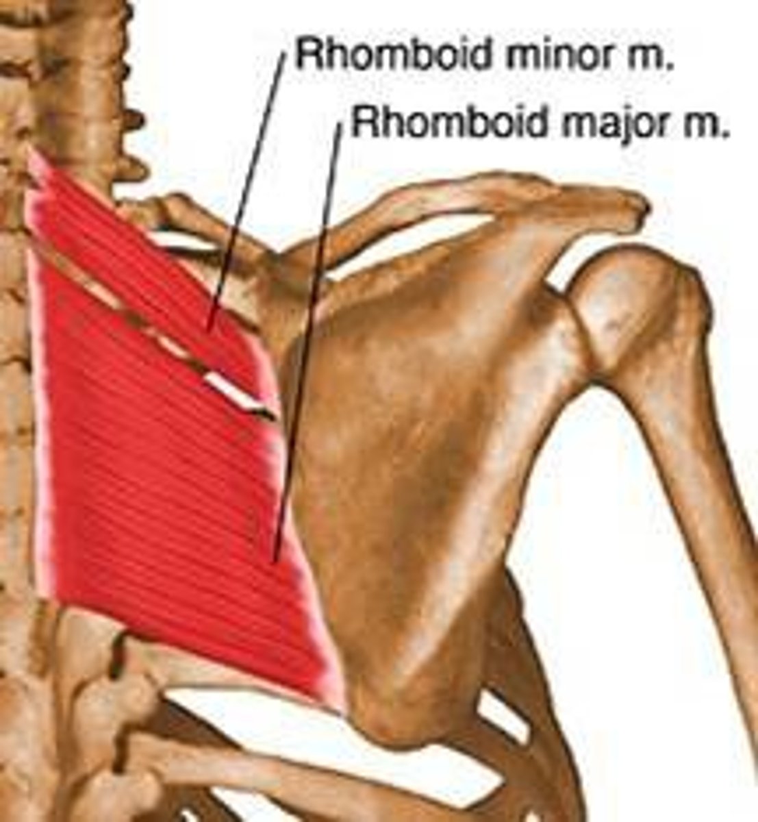 <p>-origin: spinous processes T2-T5</p><p>-insertion: medial border of scapula, inferior to the spine</p><p>-action: retraction, elevate, downward rotation</p><p>-insertion: dorsal scapular nerve C4-C5</p>
