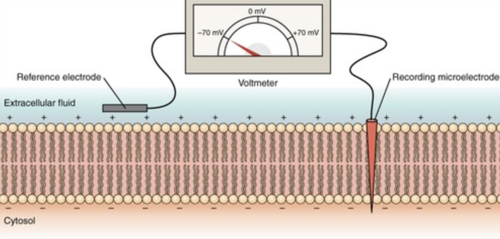 A device used to measure voltage, or electrical potential energy difference
