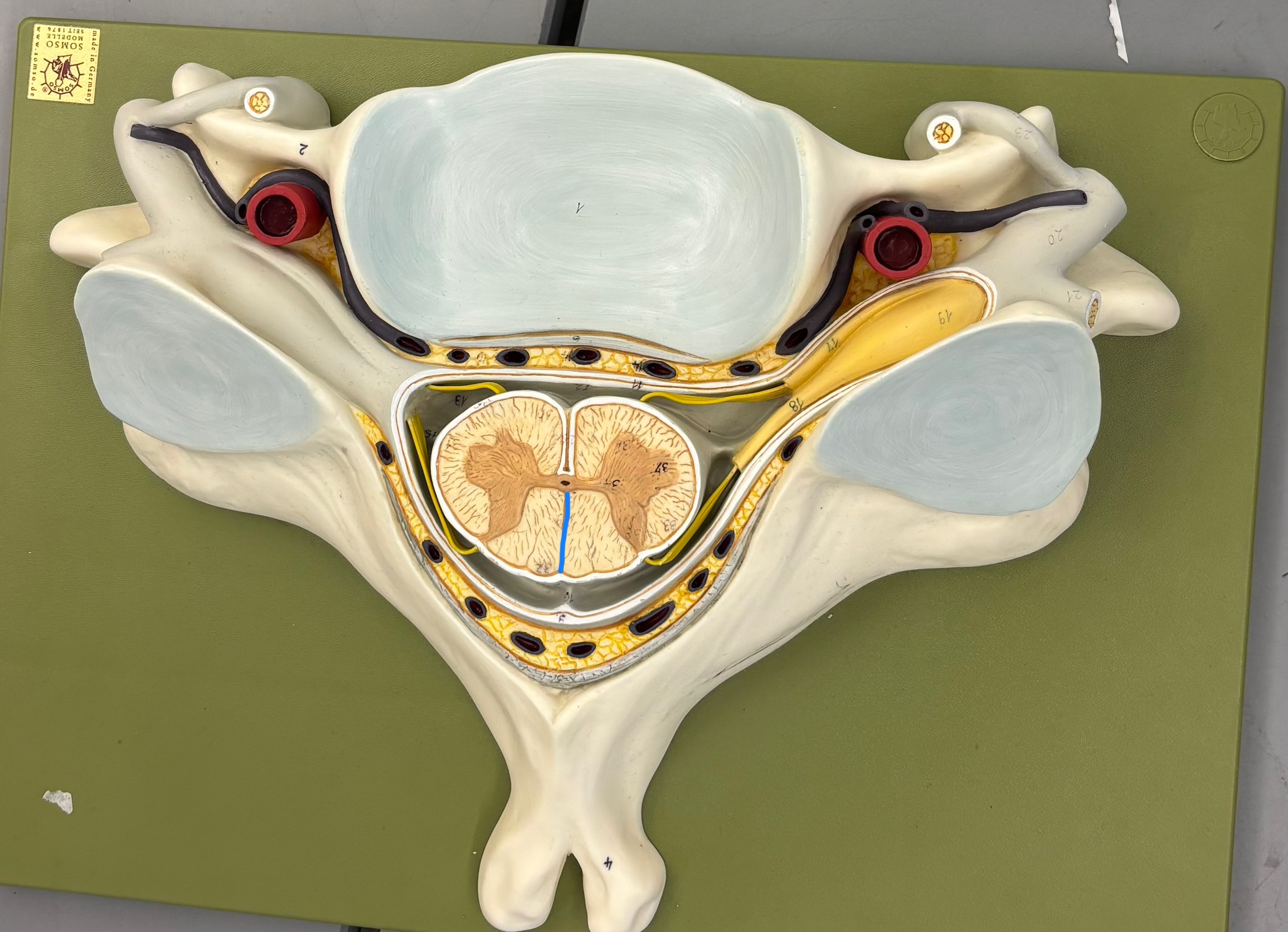 <p>What structure is this?</p>