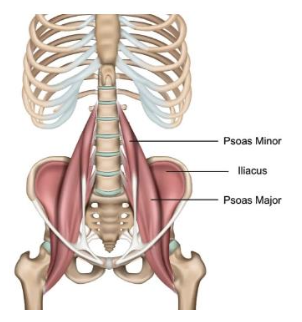<p>Psoas Major - Flexor</p><p>Insertion</p>