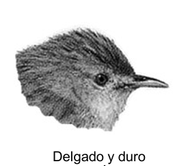 <p>pico delgado y duro</p>