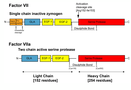 <p>• Coagulation factors are mostly proteases</p><p>• Specifically, serine proteases of the chymotrypsin super famil</p><p>• They circulate as zymogens that are activated by proteolysis - (single to light and heavy chain)</p><p>• For maximal activity they require cofactors</p><p>• The cofactors also circulate in plasma in procofactors that are also activated by cleavage </p><p>• The complexes assemble on –ve charged phospholipid surfaces on platelets</p>