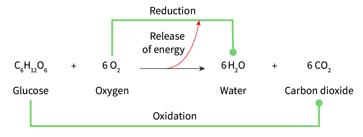 <ul><li><p>it loses electrons to oxygen and so it produces water and CO2 and energy is released to make ATP</p></li></ul><p></p>