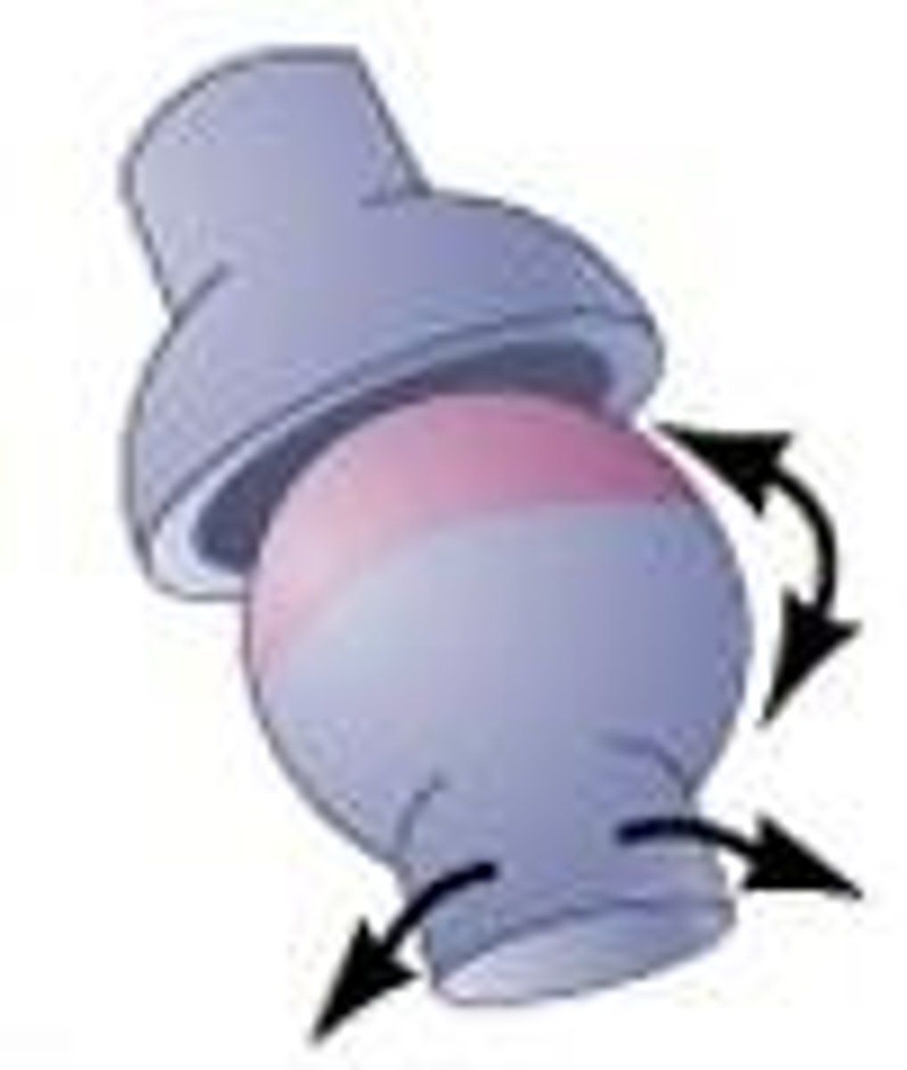 <p>allow backward, forward, sideways, and rotating movements.</p>