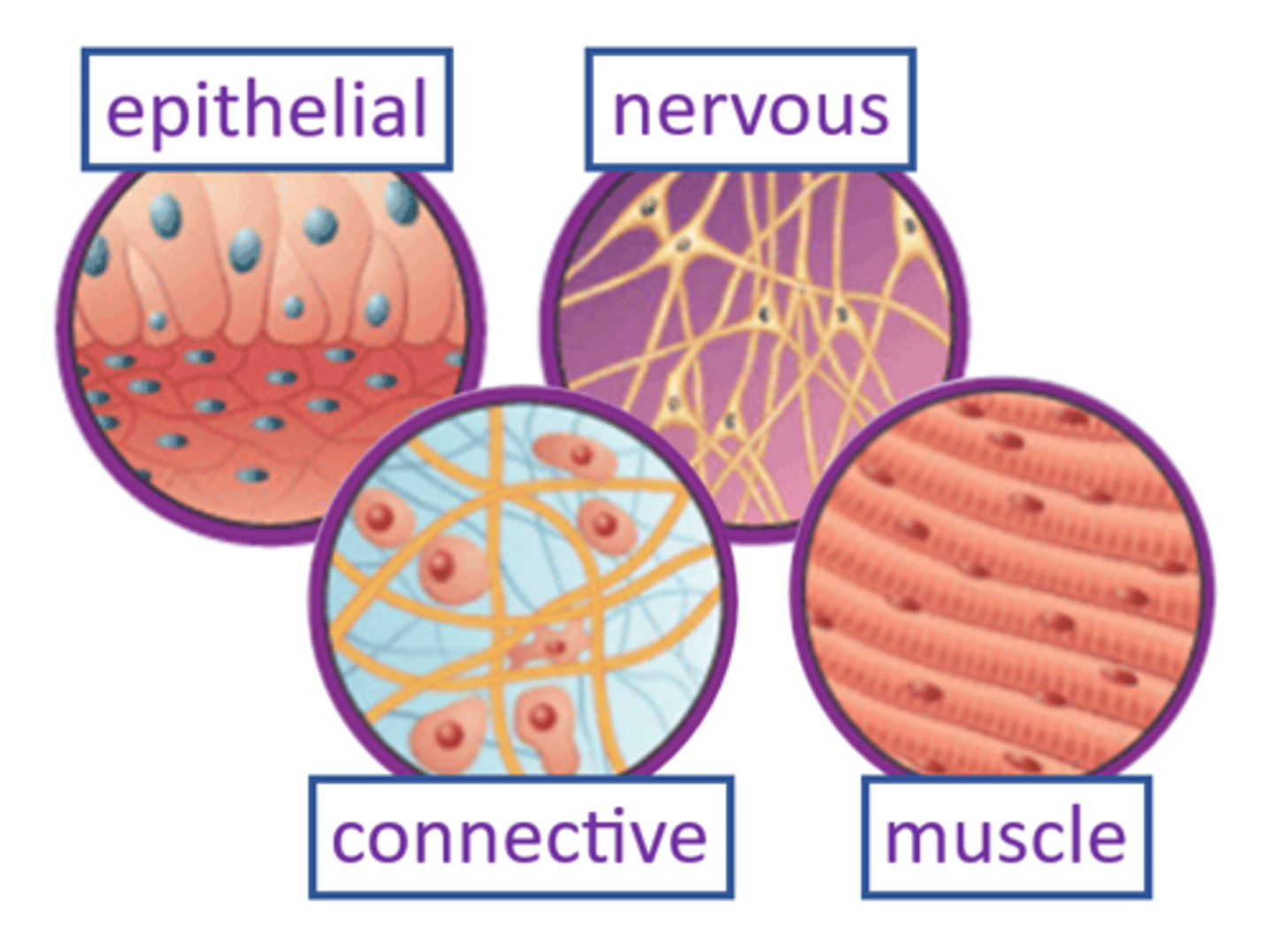 <p>a group of similar cells that perform a specialized function</p>
