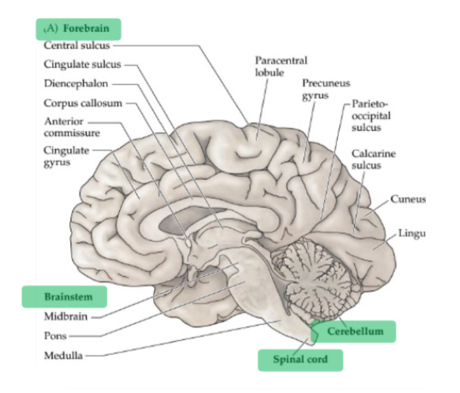 <ol><li><p>Forebrain</p></li><li><p>Cerebellum</p></li><li><p>Brain stem</p></li><li><p>Spinal cord</p></li></ol>