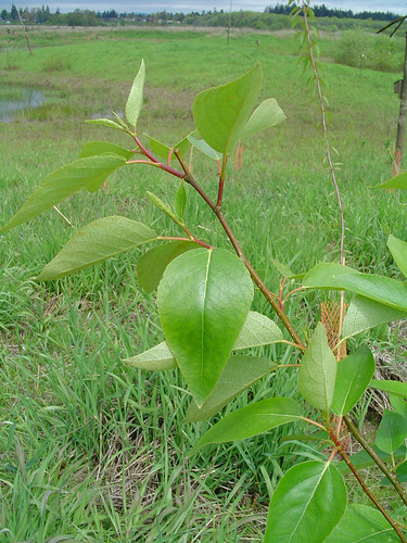 (Populus trichocarpa)