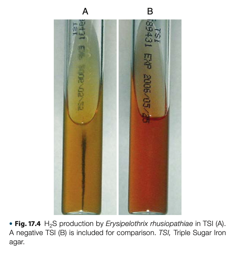 <p>•	– Catalase, Oxidase, Esculin Hydrolysis, VP, Urease, &amp; Nitrate </p><p>•	+ H2S</p><p>•	Glucose &amp; lactose Fermenter </p><p>•	Gelatin Stab</p><p></p>