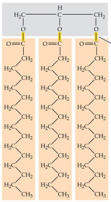 <p>formed by condensation reaction to join 3 fatty acids to glycerol forming 3 ester bonds</p>