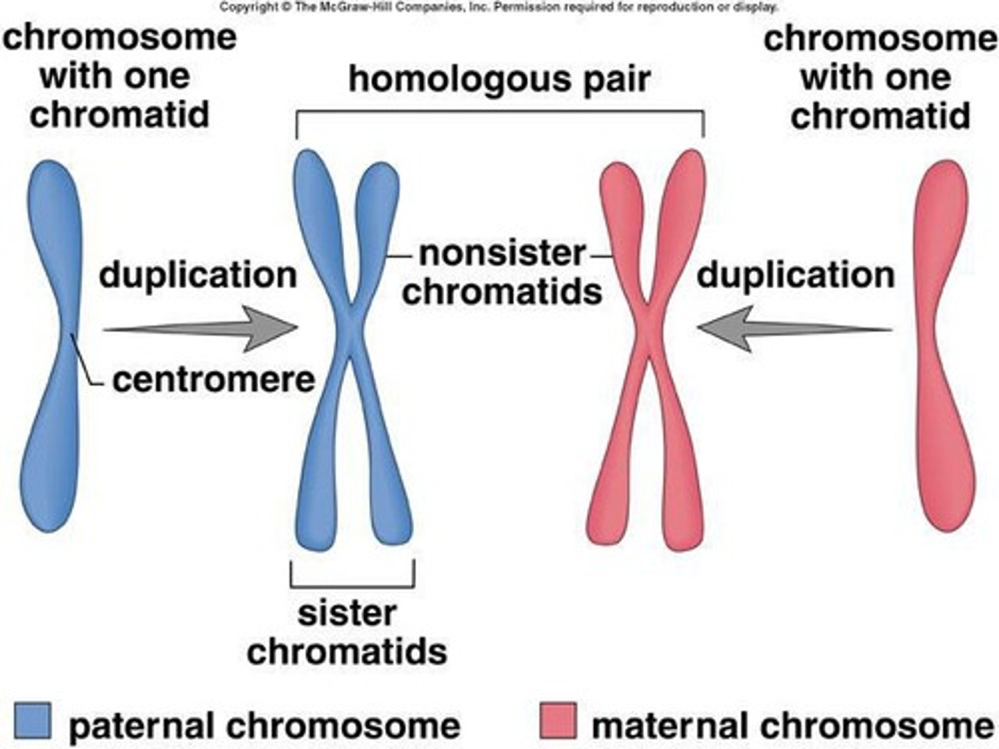 <p>Duplicated chromosomes attached at the centromere.</p>