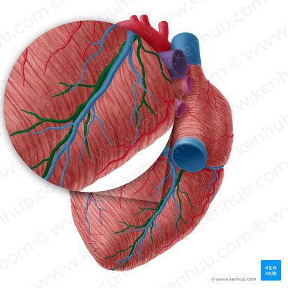 <p>What is another name for the posterior descending artery?</p>