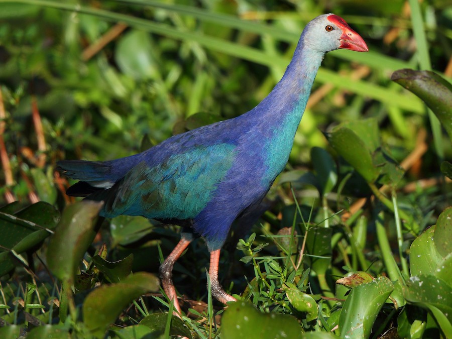<p>Gray-headed Swamphen</p>