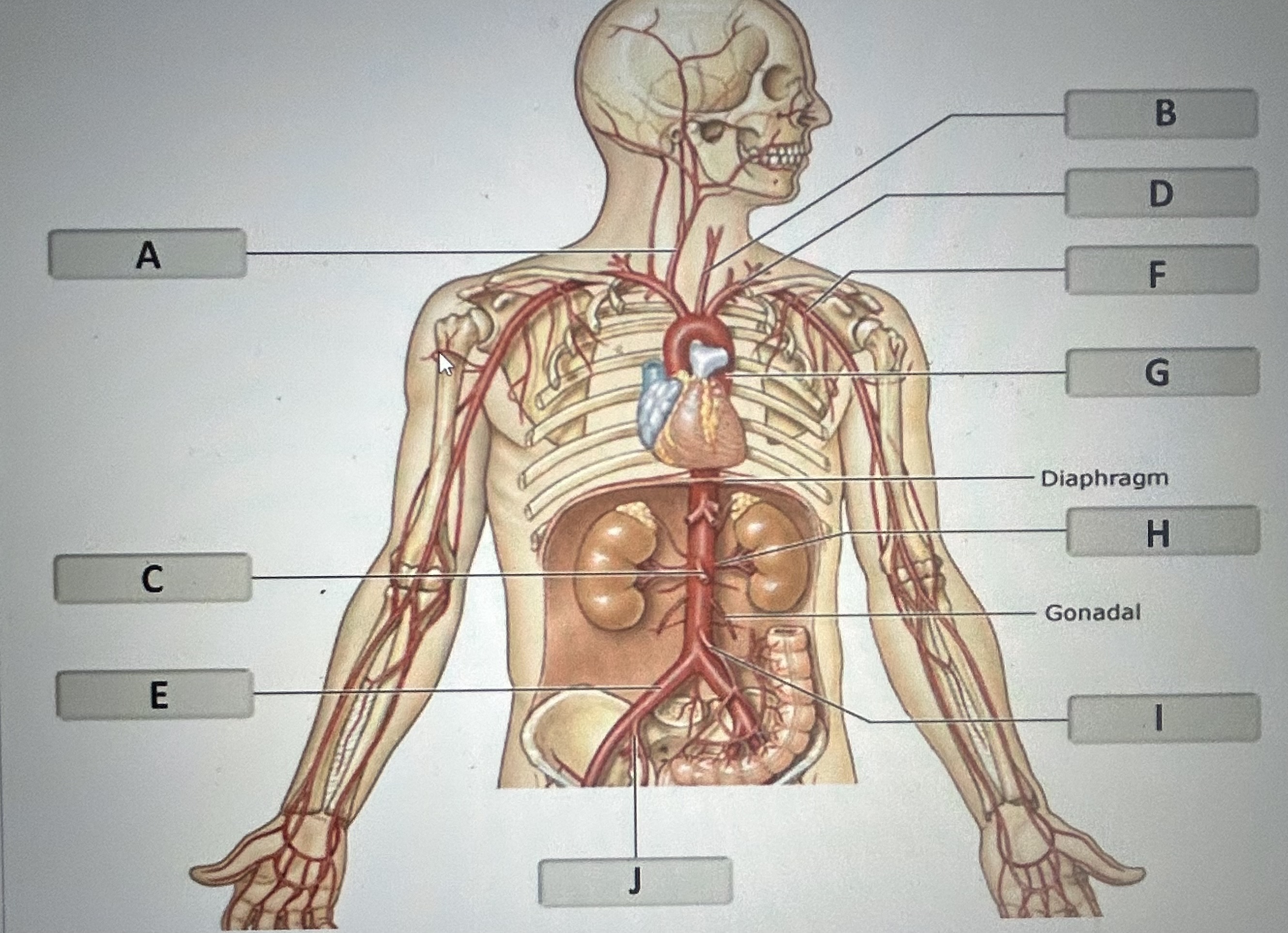 Identify the major labeled C