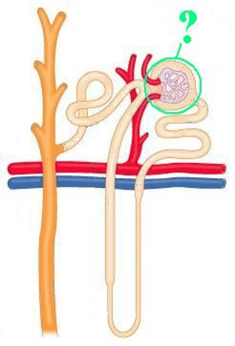 <p>Identify the indicated region of the nephron.</p>