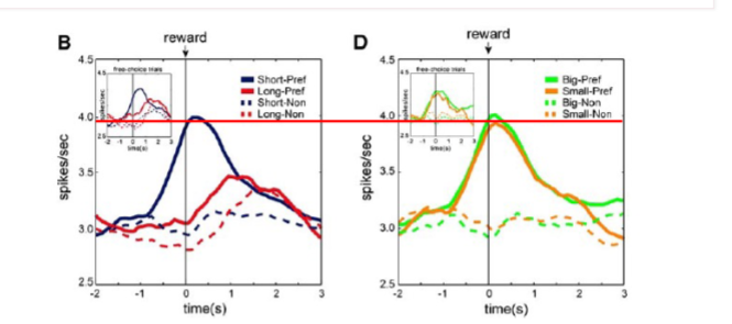 <p>activity is the same before the reward but OFC neurosn that prefer short delay ramp up activity before rewards delviered. OFC fire <strong>strongly</strong> for <strong>rewards that come sooner</strong> than for delayed ones even though the reward size is the same.OFC activity is discounted by time delays.</p><p></p><p>HOWEVER OFC neuron response to big and small delays it the same! OFC neurons are sensitive to <em>timing</em>, not <em>magnitude</em>.</p>