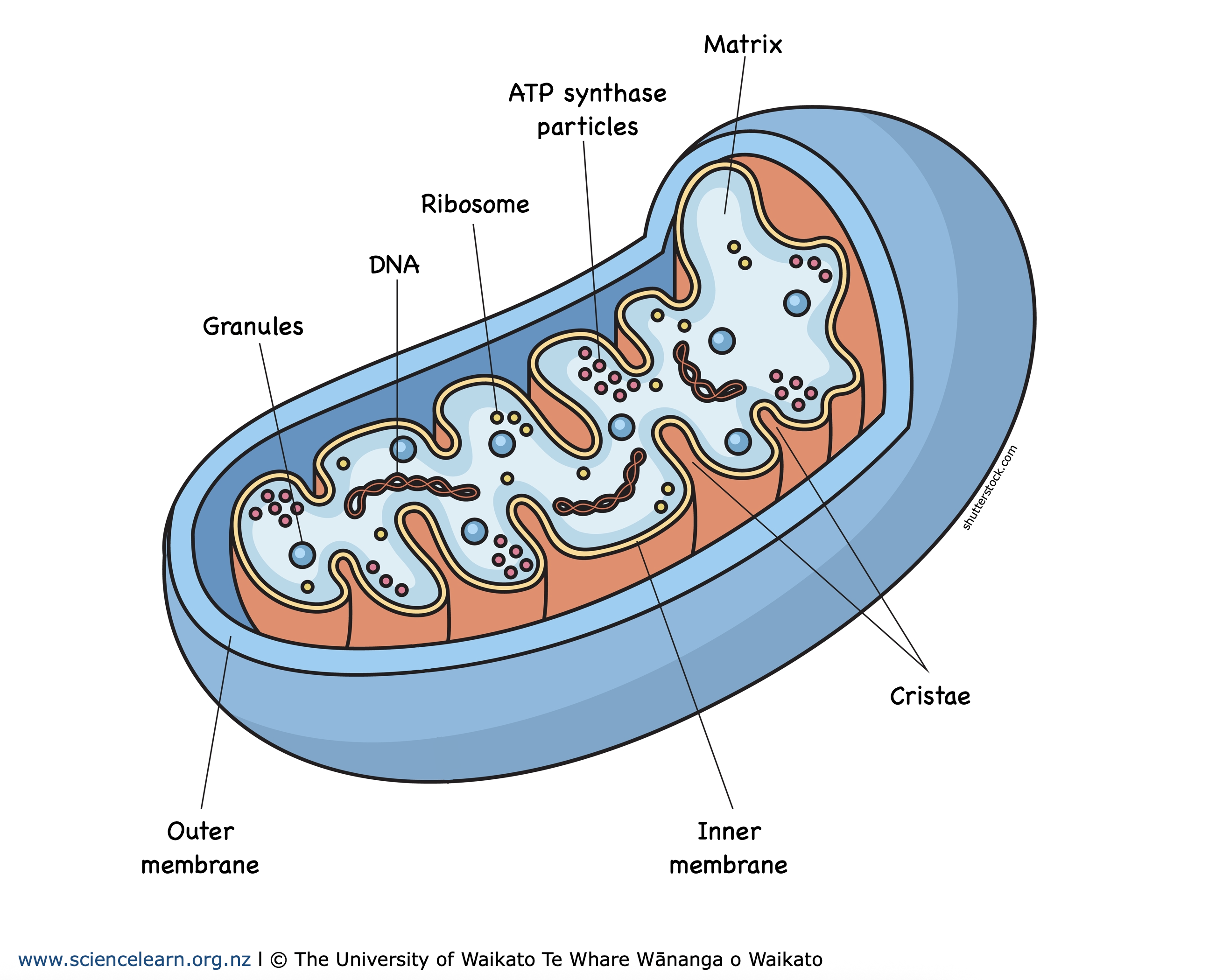 <ul><li><p>“Powerhouse of the cell” </p></li><li><p>Eukaryotic </p></li><li><p>2 membranes, inside and out phospholipid bilayer </p></li><li><p>Cellular respiration - generates energy needed for the cell to function in the form of ATP </p></li><li><p>Folds and changes shape </p></li></ul><p></p>