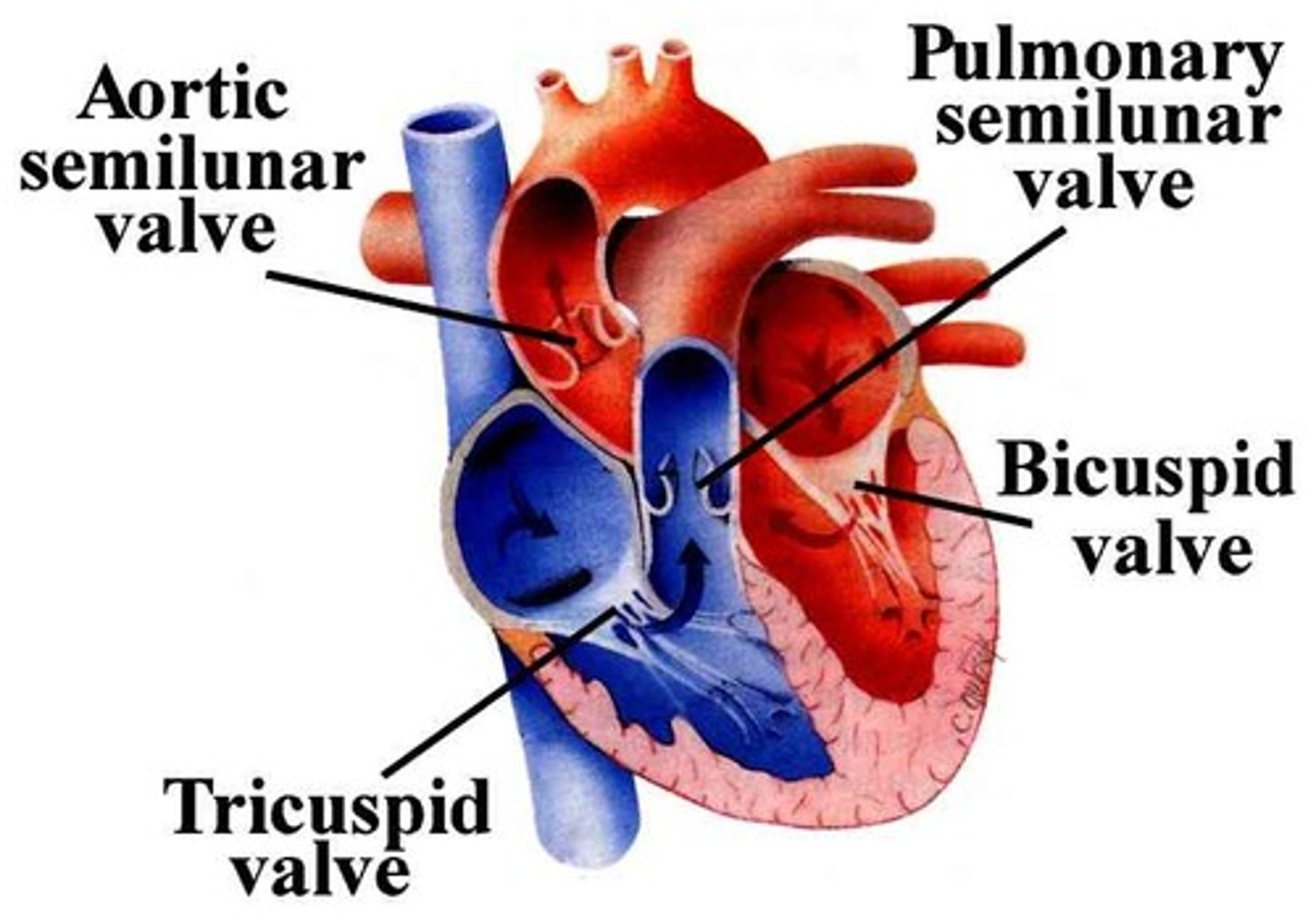 <p>1) Tricuspid valves that are on the right side of the heart</p><p>2) Bicuspid valves that are on the left side of the heart</p><p>The valves ensures blood flows in the correct direction.</p>