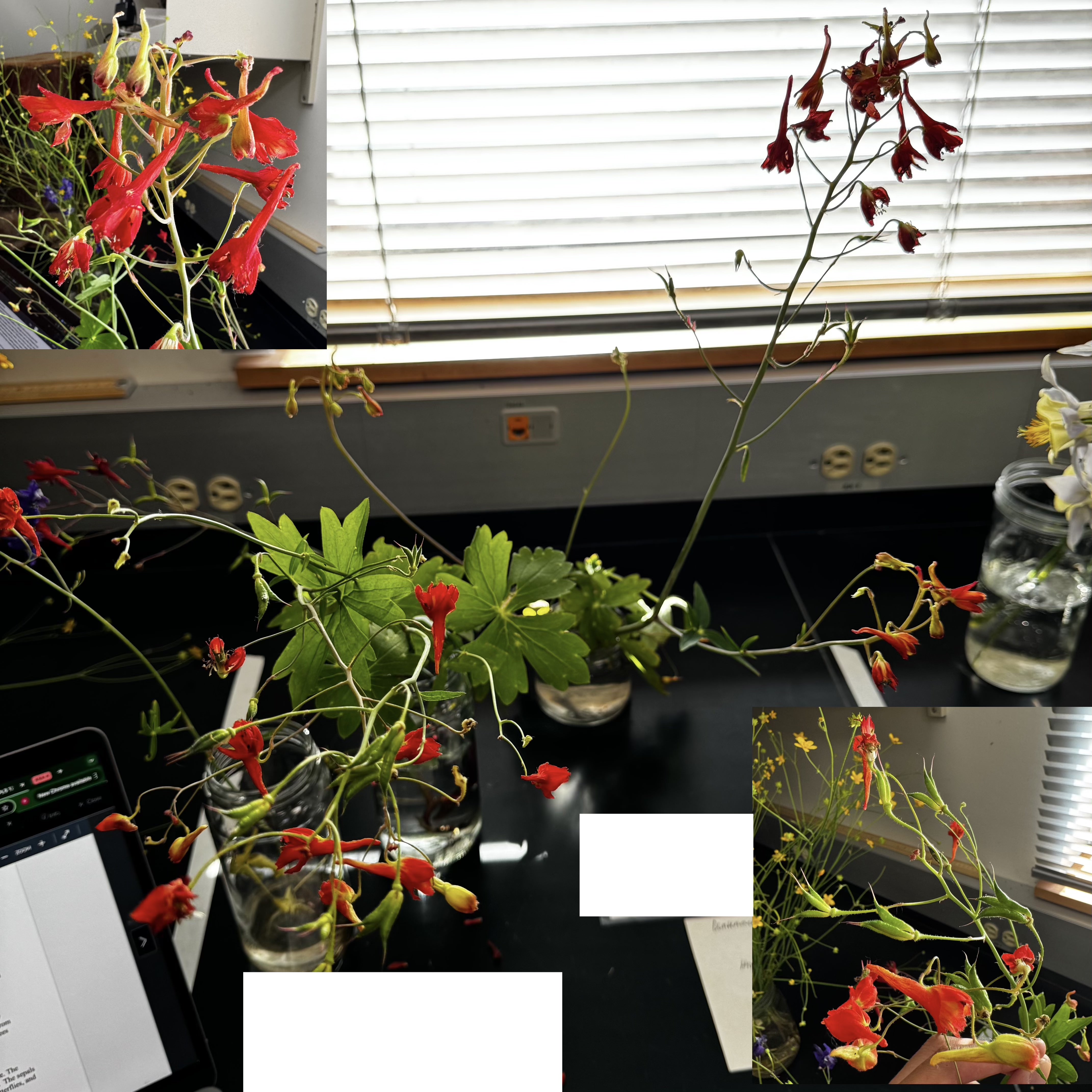 <p>What order, family, and genus?</p>