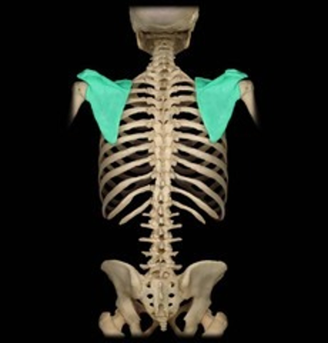 <p>General shoulder bone</p>