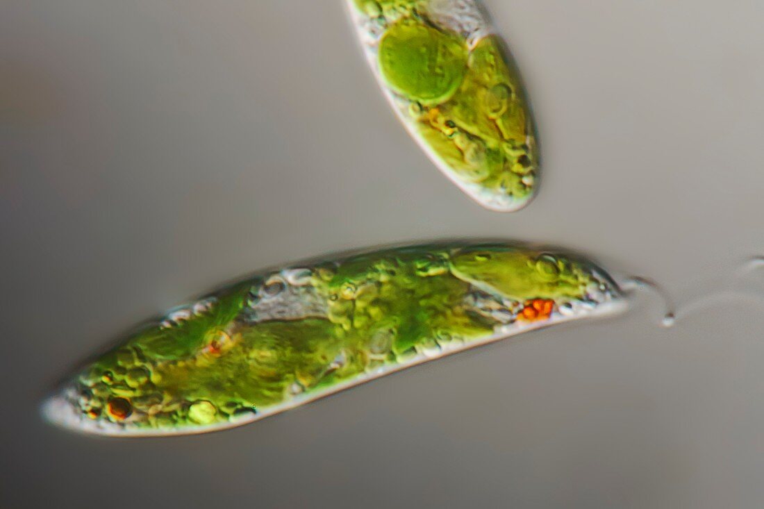 these use ciliate movement, size approximately 0.05 mm