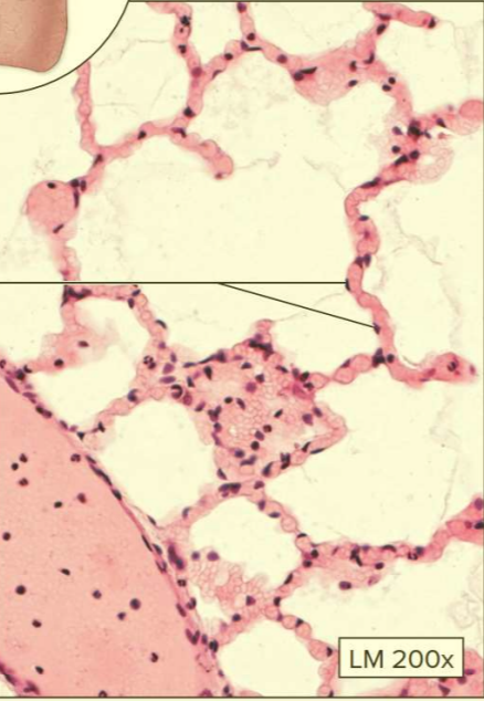 <p>What type of tissue?</p>