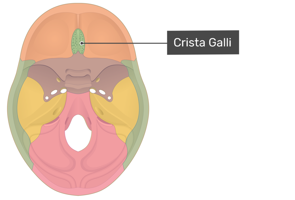 <p>Acts an attachment point for the falx cerebri, a membrane that separates the two hemispheres of the brain. It also helps to anchor the brain and protect it from movement</p>