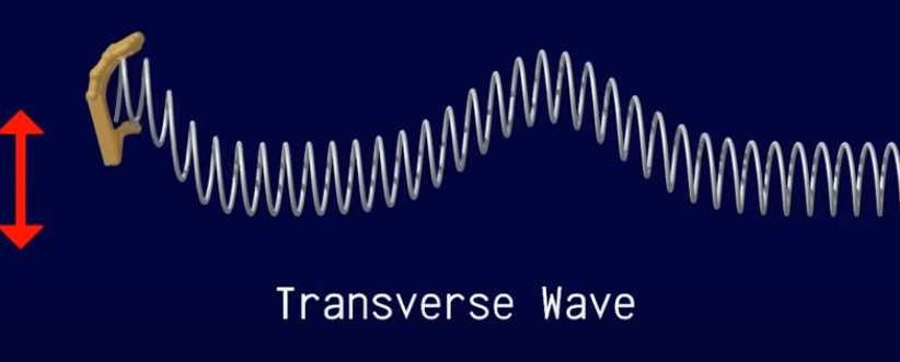 <p>wave moves perpendicular to the direction of propagation (moving a slinky up and down)</p>
