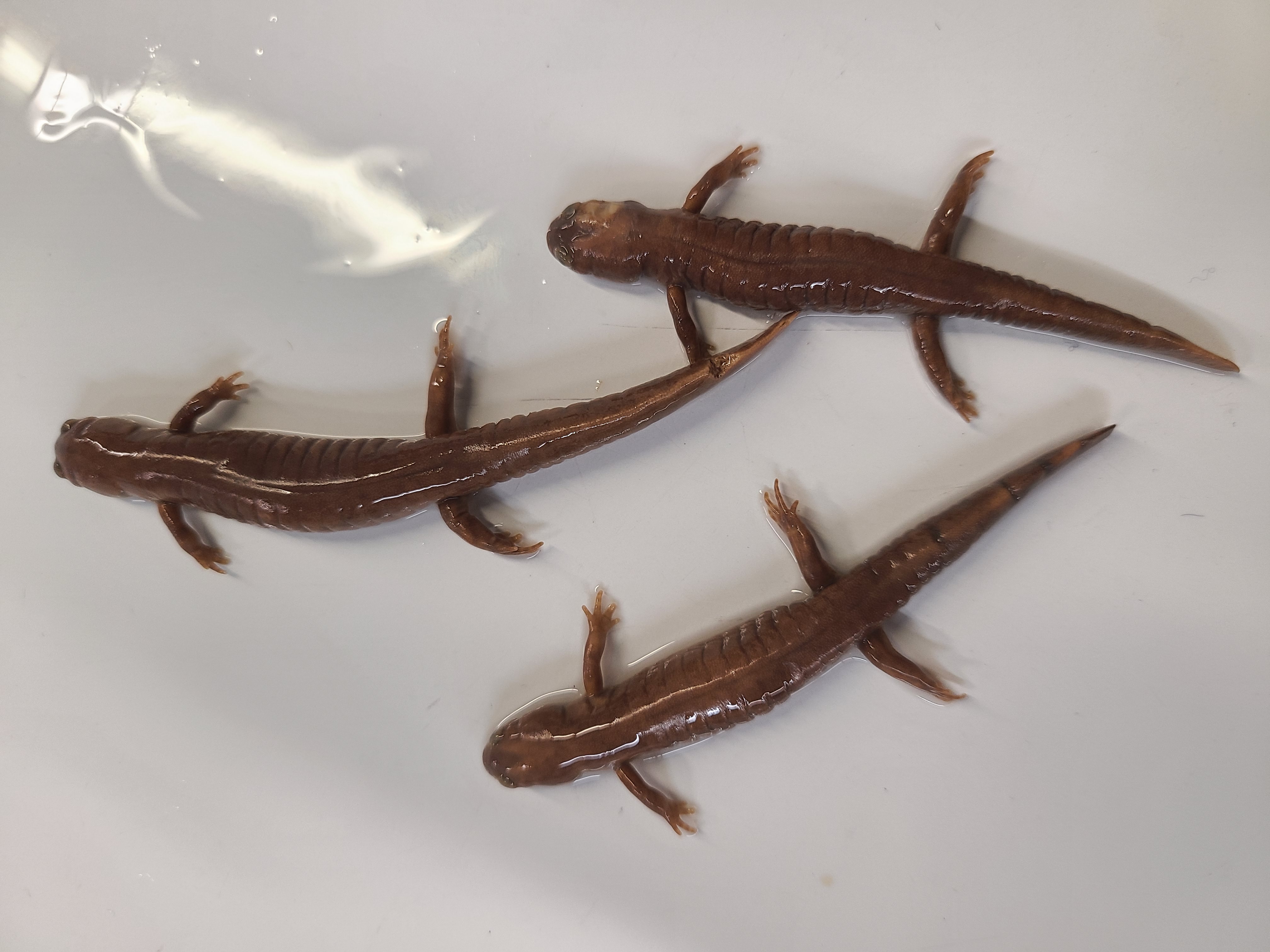 <p>Order and Family of Ambystoma texanum</p>