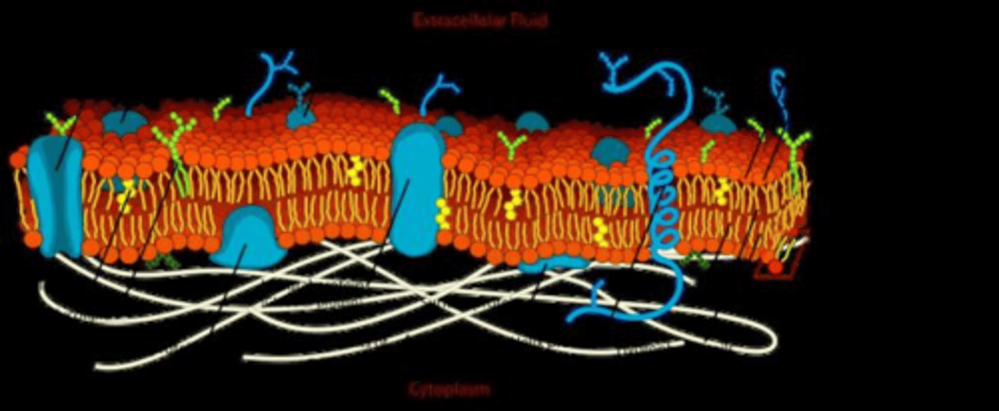 <p>A phospholipid bilayer with hydrophilic heads facing outward and hydrophobic fatty acid tails facing inward.</p>