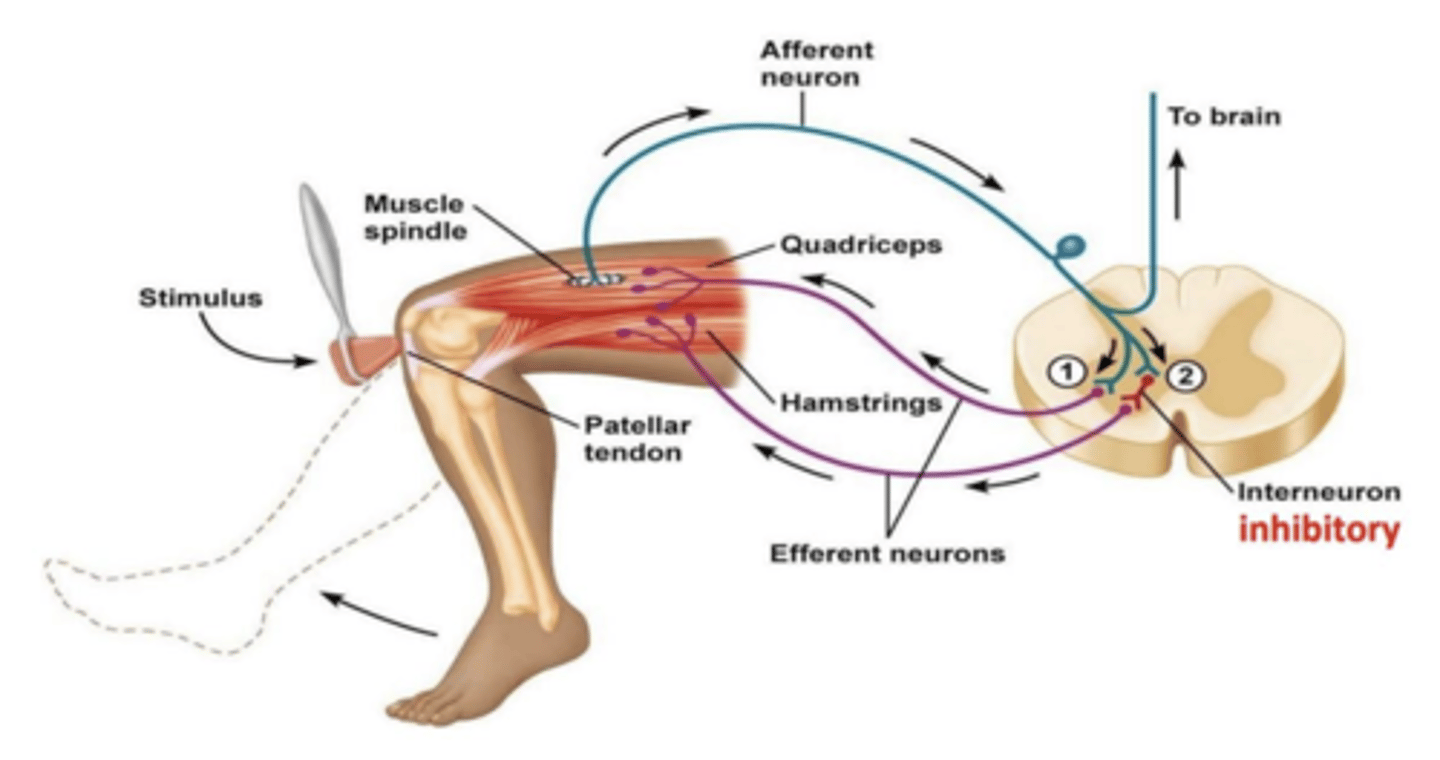 <p>reflexo monocinático - força com encurtamento q causa extensão da perna, sinpase excitatoria com neurónio inibitorio na medula. Músculo no compartimento anterior da coxa sao encurtadores, sendo que no reflexo estes músculos sao inibidos</p>